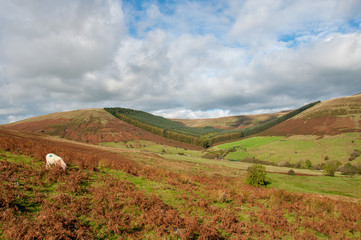 Obraz premium Black mountains of England and Wales in the autumn.