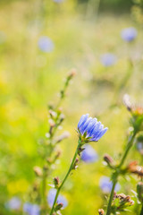 Chicory flower on the field. Shallow depth of field.