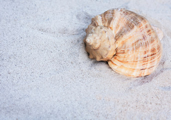 Seashell on the sand. Summer beach background in Thailand with copy space for text
