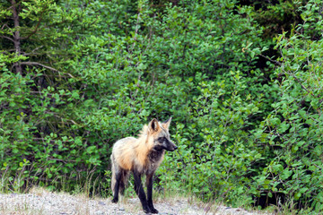 Fox seen in Newfoundland