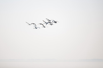 Wildgänse fliegen © smartmediadesign