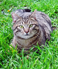Cat on the grass