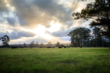 Australian cattle farm in Victoria, Australia