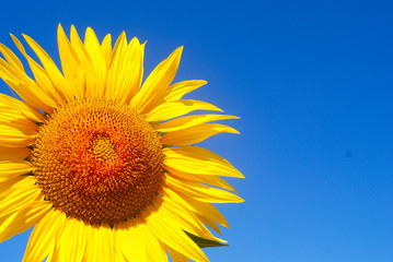 GIRASOLES, DETALLES