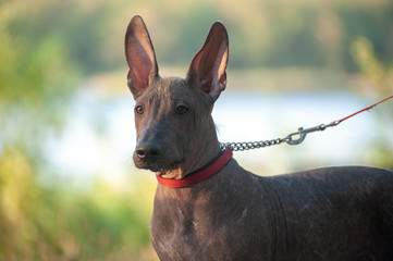 Mexican Hairless dog on a walk in the park