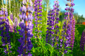 Fototapeta premium Blooming violet and pink lupine flowers in meadow, Colorful bunch of lupines summer flower nature background.