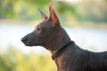 Mexican Hairless dog on a walk in the park