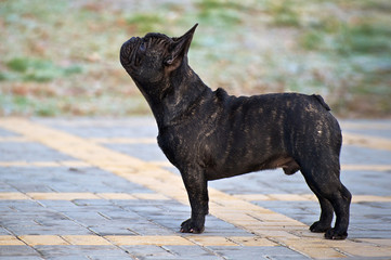 Slender purebred French bulldog in the park