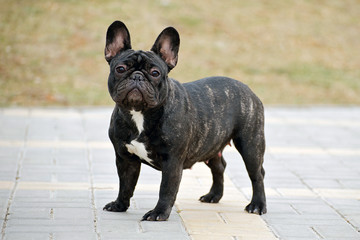 Slender purebred French bulldog in the park