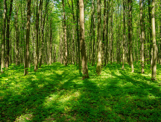 Fototapeta na wymiar Green forest in spring