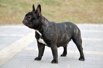Slender purebred French bulldog in the park