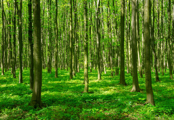 Green forest in spring