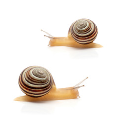 snail on a white background. macro