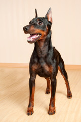 Purebred Miniature Pinscher in the interior