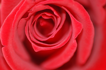 ROSA ROJA EN PRIMER PLANO, DE CERCA, MACRO