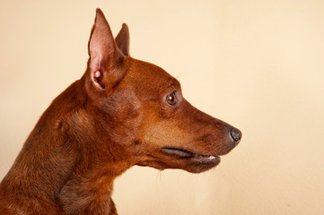 Purebred Miniature Pinscher in the interior