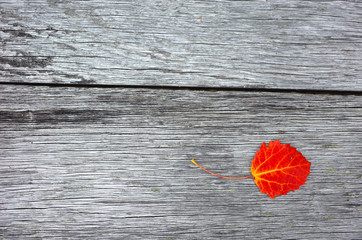 Autumn red leaf over old wooden background with copy space