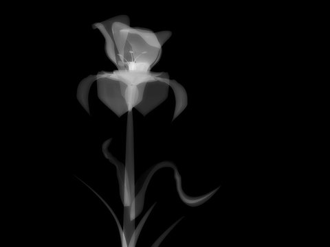 white flower on black, x-ray semi transparent, model, art and science, 3D rendering image
