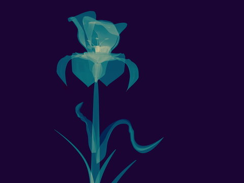 Radiography flower photo, macro on dark, x-ray semi transparent, model, art and science, 3D rendering image