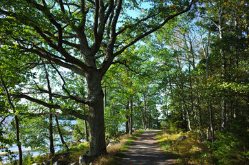 Path with green sprawling tree in forest and sunshine in september in Sweden, Europe. Part of the...