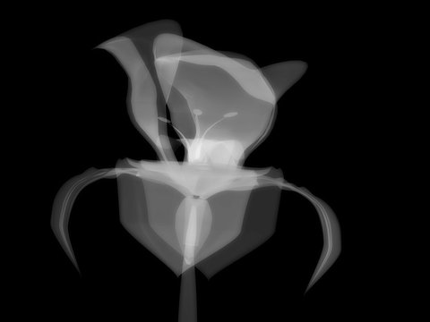 white flower on black, x-ray semi transparent, model, art and science, 3D rendering image