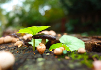 Wild tiny mushroom and green leaves on stump in forest close-up photo with very short focus