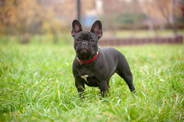 Slender purebred French bulldog in the park