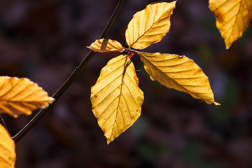Herbstliches Buchenlaub 