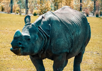 Obraz premium Rhinocéros