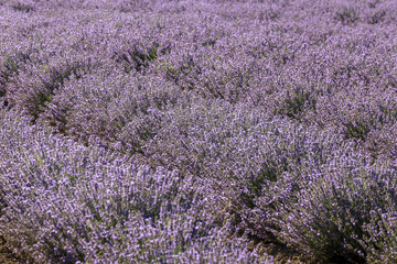 Fototapeta na wymiar Rows of lavender in a garden