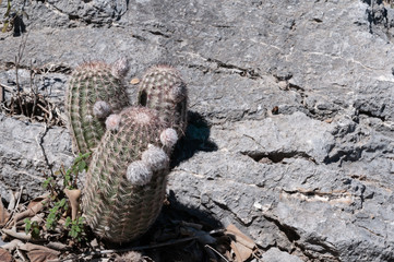 Echinocereus