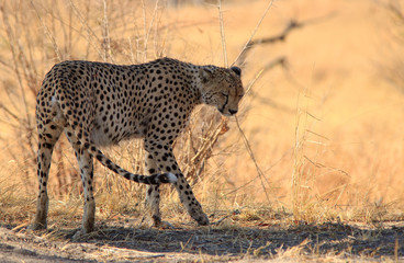 Male Cheetah (Acinonyx jubatus) standing on the dry arid savannah plains.  The cheetah has a big tummy so appears to have just eaten.  Hwange National Park, Zimbabwe