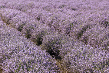 Rows of lavender in a garden