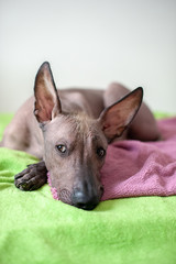 Mexican Hairless dog in the interior