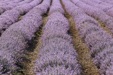 Naklejka na ściany i meble Rows of lavender in a garden