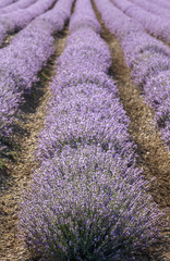 Obraz na płótnie Canvas Rows of lavender in a garden