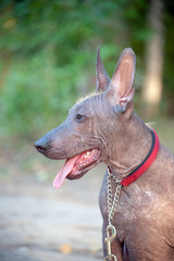 Mexican Hairless dog on a walk in the park