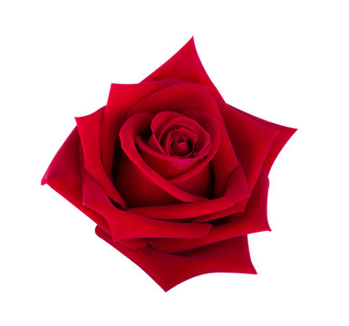 Red rose isolated on white background