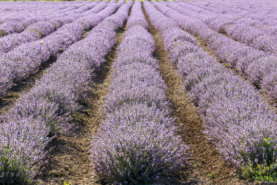 Rows of lavender in a garden