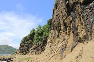 tree on the rock