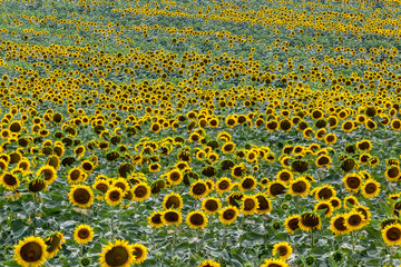Sunflower wave in a yellow ocean