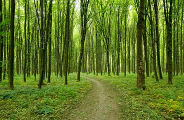 Path in green forest