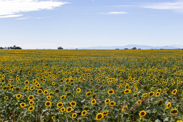 Sunflower wave in a yellow ocean