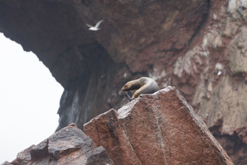 Ballestas Islands, Perù