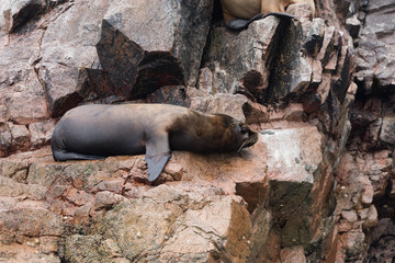 Obraz premium Ballestas Islands, Perù