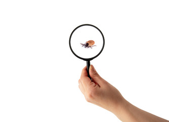 health danger - disease-carrier ticks
