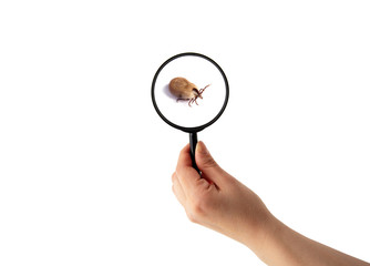 health danger - disease-carrier ticks