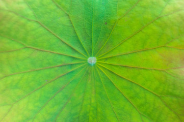 lotus leaf texture