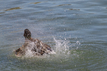 Fototapeta premium Stockenten am Bodensee bei der Morgenwäsche