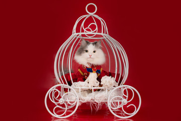 the cat dressed as a duke is riding in a carriage